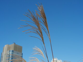 風になびいているススキ