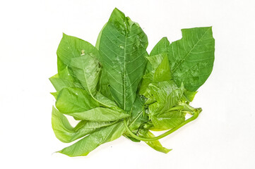 cassava leaves isolated white background