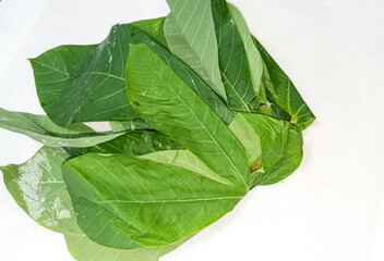 cassava leaves isolated white background