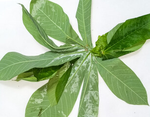 cassava leaves isolated white background