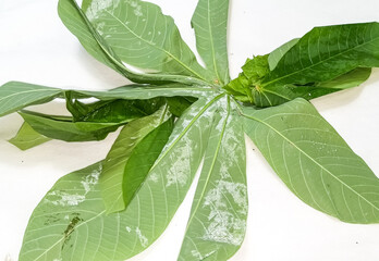 cassava leaves isolated white background