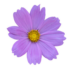 Obraz premium purple cosmos flower isolated on transparent background, PNG Format
