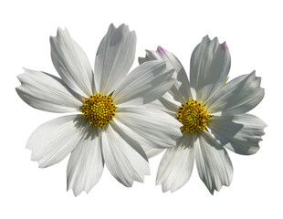 White cosmos flower isolated on transparent background, PNG Format © banphote
