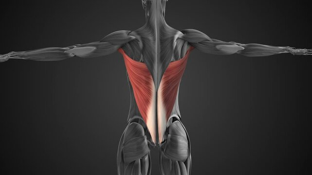 The female latissimus dorsi muscle