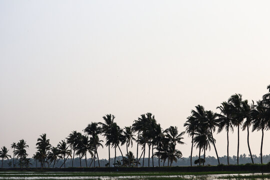  tree silhouette on sunset in kuttanad kerala 