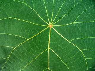 Close up of a green leaf with veins on a plant in a garden