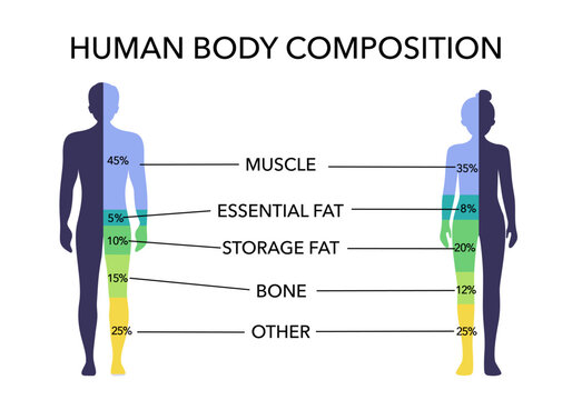 Comparison of healthy male and female body composition. Human body composition chart vector illustration.