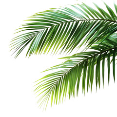 Green tropical palm leaf tree isolated against a pure transparent background for botanical and design purposes, tropical green palm leaf tree isolated on transparent background
