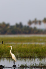 great white egret in rice pond