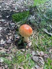 fly mushroom