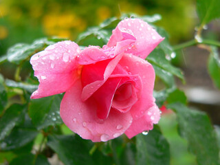 Pink rose flower on a plant in a garden