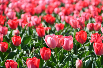 赤とピンクのチューリップ	