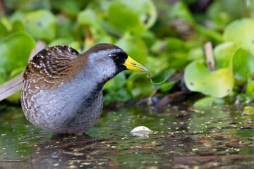 A sora (Porzana carolina), a cute wading bird, in Sarasota, Florida