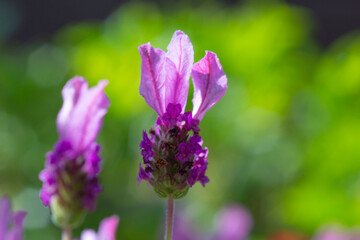 ラベンダー_b