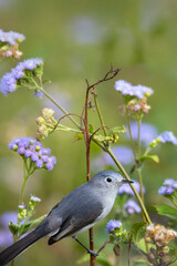 A blue-grey gnatcatcher (Polioptila caerulea) next to purple flowers in Sarasota, Florida