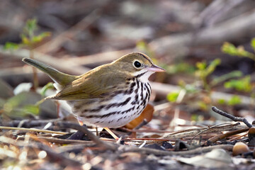 An ovenbird (Seiurus aurocapilla), a ground-walking warbler, looks cute in southwest Florida