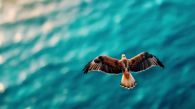 Majestic hawk soaring over the ocean with wings spread wide as the camera follows its graceful forward flight