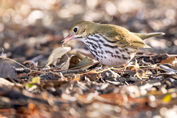 An ovenbird (Seiurus aurocapilla), a ground-walking warbler, looks cute in southwest Florida
