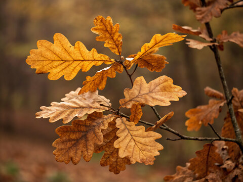 autumn leaves. autumn, leaf, leaves, fall, nature, tree, red, yellow, season, color, plant, orange, branch, foliage, forest, maple, bright, green, seasonal, closeup, colorful, backgrounds, beauty, bea