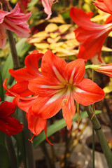 Amarlilis, Hippeastrum vittatum, red and yellow flowers, red Amarlilis