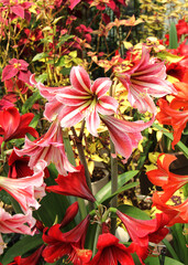 Amarlilis, Hippeastrum vittatum, red and white flowers, red and white AmarlilisGenerated Image