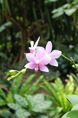 Phalaenopsis schilleriana, orchids in a garden