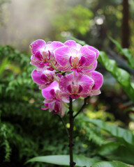 Dendrobium, orchids in a garden, pink and white orchid