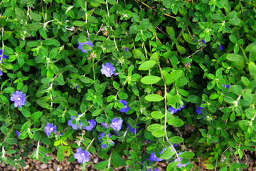 Blue daze, American blue, Evolvulus nuttallianus, plant