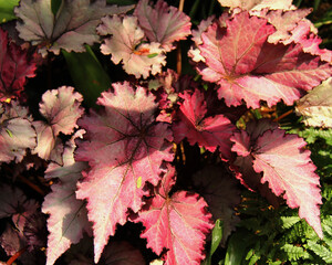 Rex Begonia, Satin Jazz, plant