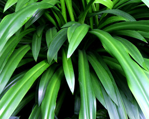 Green leaves, Green leaves for background, Green leaves in a garden, plants