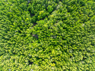 Amazing abundant mangrove forest,Aerial view of forest trees Rainforest ecosystem and healthy environment background,Texture of green trees forest background