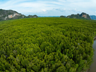 Obraz premium Amazing abundant mangrove forest,Aerial view of forest trees Rainforest ecosystem and healthy environment background,Texture of green trees forest background