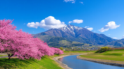 Naklejka premium Beautiful Cherry Blossoms in Full Bloom Along the Banks