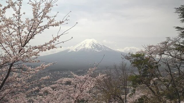 冠雪の富士山を望んだ風に揺れる満開の桜の木々、固定撮影