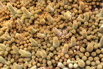 Gold lace cactus, green leaves background