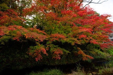 鮮やかな紅葉の秋景色