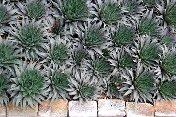 Fototapeta premium Aloe Aristata, Green leaves foliage, natural green wallpaper
