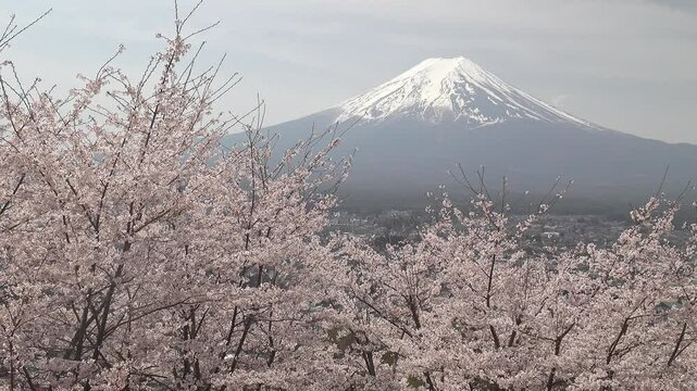 冠雪の富士山を望んだ風に揺れる満開の桜の木々、固定撮影