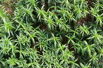 Rosemary, herb, green leaves background, Green leaves foliage jungle tropical plant bush nature, Herb wall, plant wall, natural green wallpaper and background