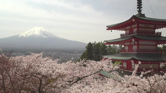 富士山を背景にした満開の桜と赤い五重の塔、固定撮影、環境音有り