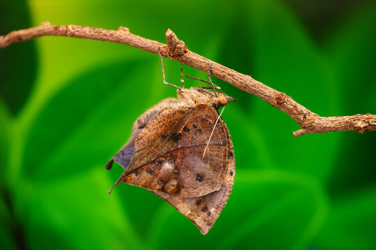 Orange oakleaf butterfly (Kallima inachus) Indian oakleaf or dead leaf butterfly with wings closed, it closely resembles a dry leaf with dark veins and is a commonly cited example of camouflage
