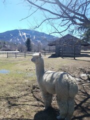 Rural Alpaca Farm in Vermont 