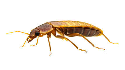 Bed bug insect on a transparent background. isolated background.