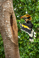 Male Great Hornbill flies to the female and her chicks.