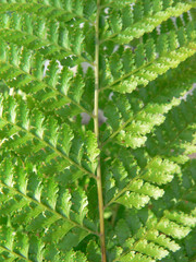 Close-up of a green fern leaf frond on a plant in a garden
