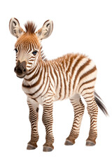 Fototapeta premium A cute baby zebra, isolate on white background, radiating innocence and charm. cutout png
