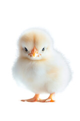 Obraz premium A cute baby chicken, isolate on white background, with fluffy yellow feathers and a tiny beak. cutout png