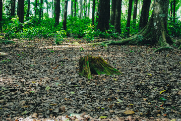 Broken tree in the forest. Remains of trees on green forest background.