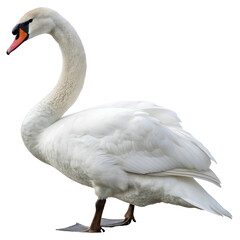 Swan isolated on a transparent background
