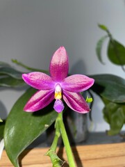 pink orchid flower